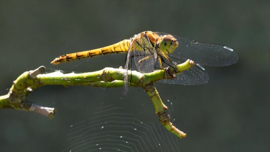Yellow insect anisopteran