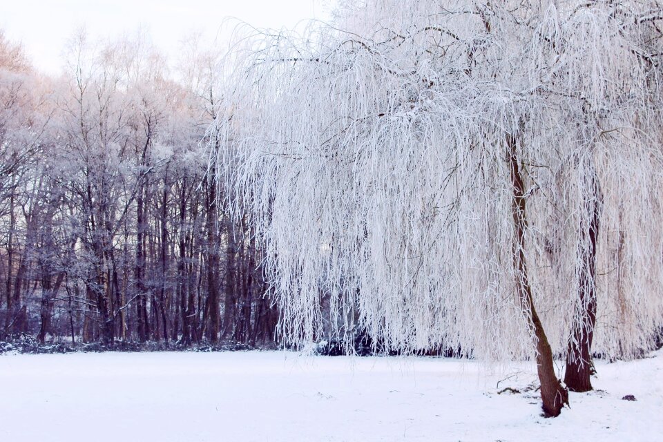Snow snowy winter magic