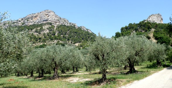 Buis-les-Baronnies Ubrieux Aiguille