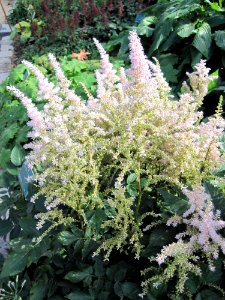 Buisson de fleurs blanches à Paris