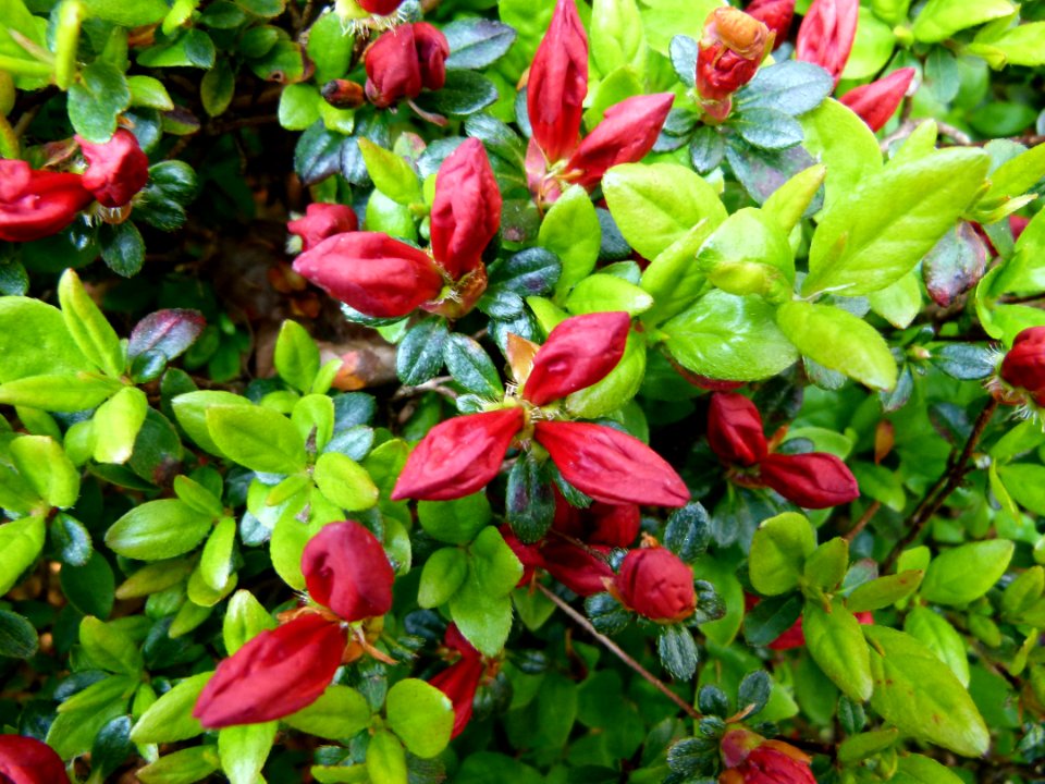 Buisson dans le jardin Albert Kahn