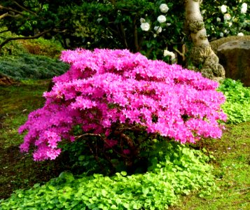Buisson d'azalées rose foncé