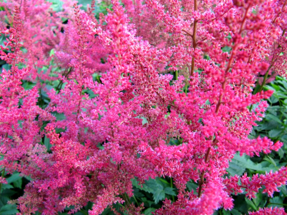 Buisson de fleurs roses foncées