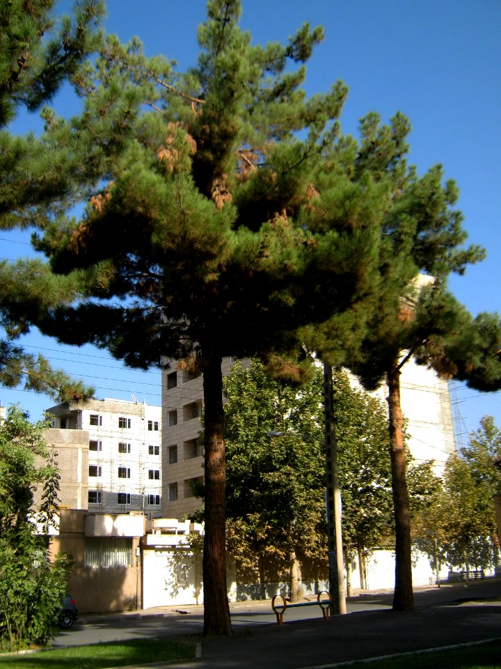 Buildings and tree - Takhti st - Nishapur 1