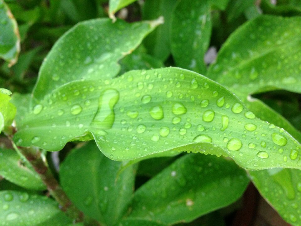 Droplet water droplet rain