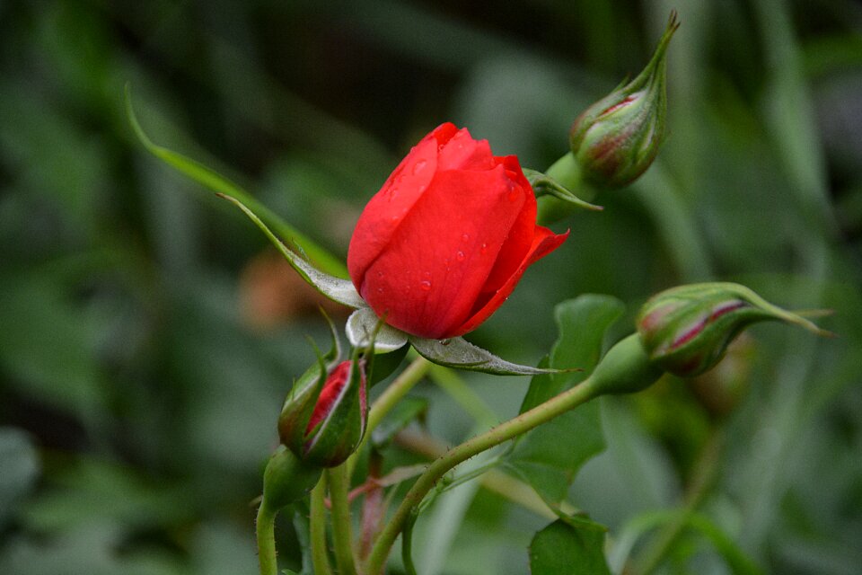 Botany garden thorns