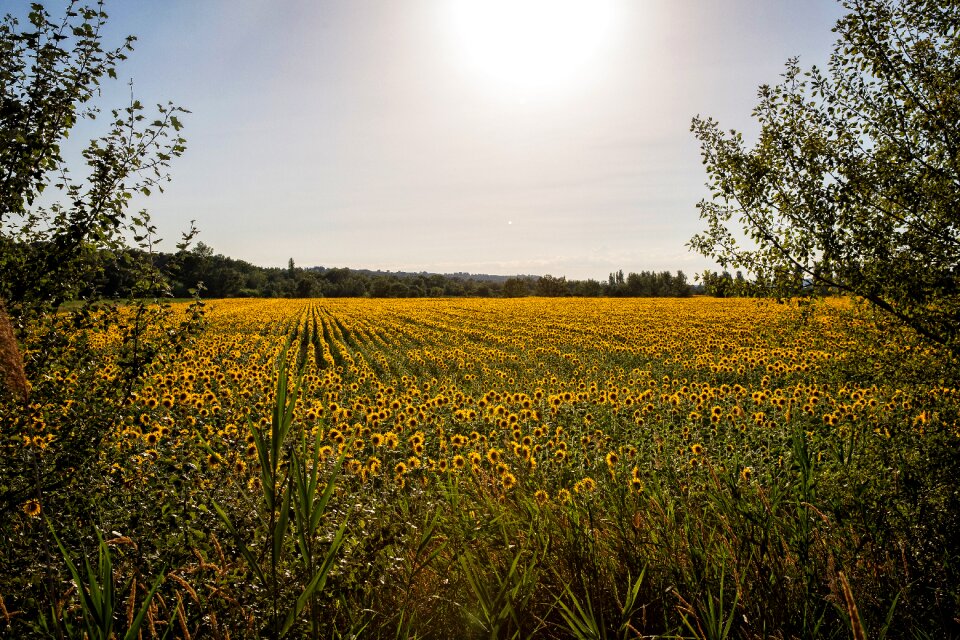 Sunflowers field landscape