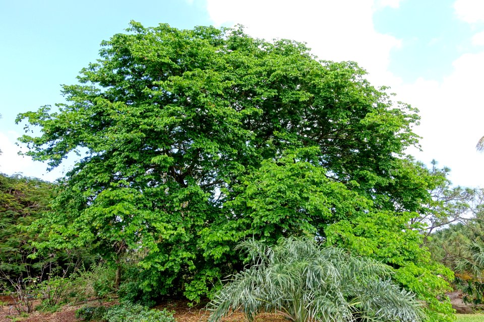 Bulnesia arborea - Mounts Botanical Garden - Palm Beach County, Florida -DSC03765