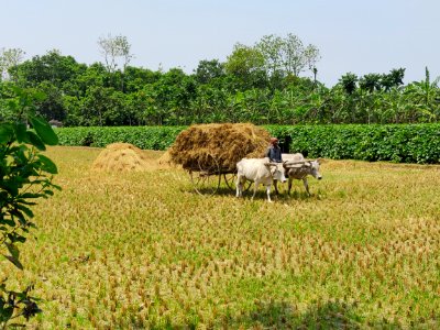 Bullock Cart (গোরুর গাড়ি), Rural Bengal 2 photo