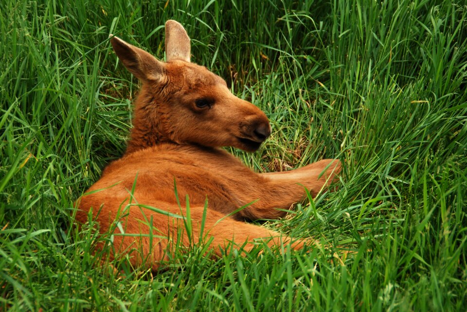 Young young animal mammal