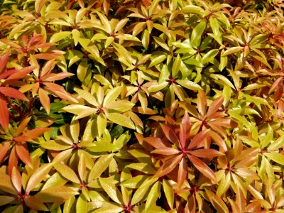 Buisson dans le jardin Albert Kahn 2