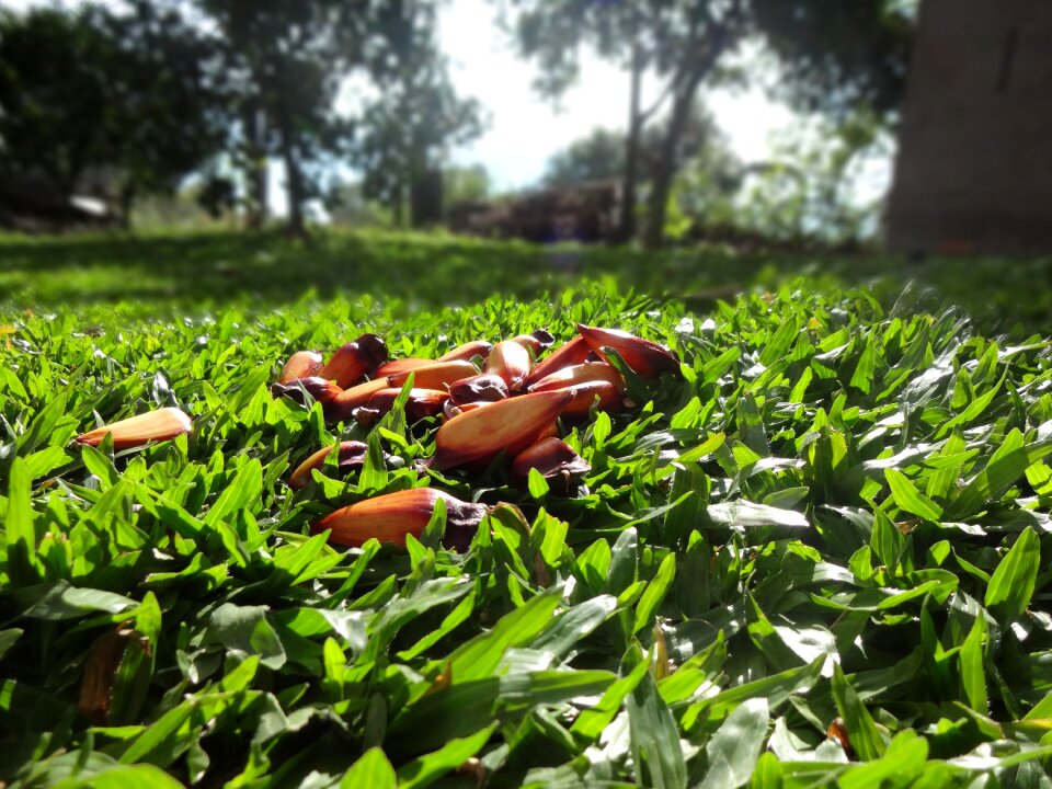 Pinheiro grass lawn