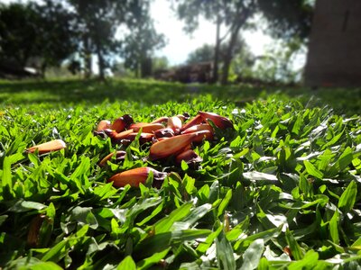 Pinheiro grass lawn