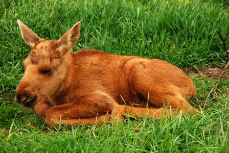 Moose calf elk park young animal