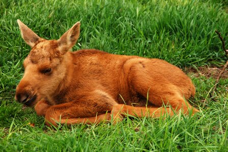 Moose calf elk park young animal photo