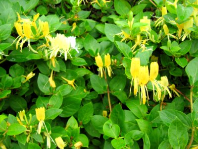 Buisson de chèvrefeuilles