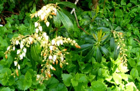 Buisson aux fleurs à clochette