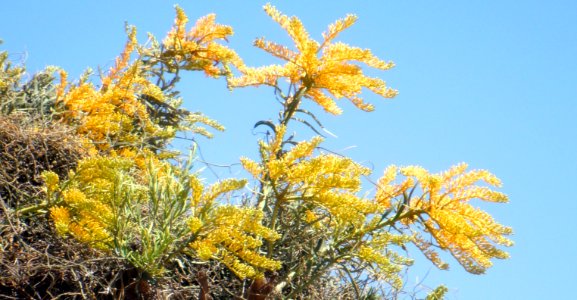 Buisson jaune en WA