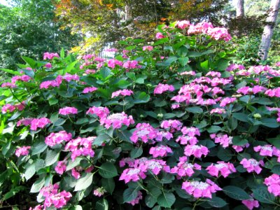 Buisson de grosses fleurs mauves