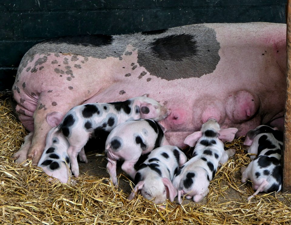 Buntes Bentheimer Schwein, Sau & säugende Ferkel, im Tierpark Arche Warder