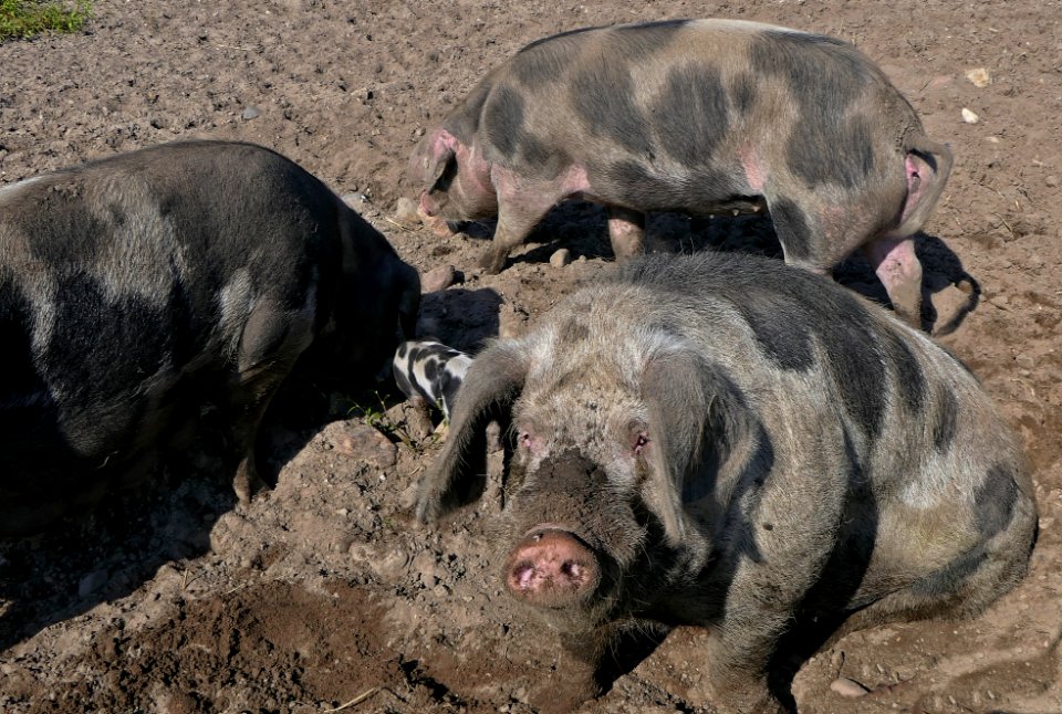 Buntes Bentheimer Schwein, Sauen & Ferkel, im Tierpark Arche Warder