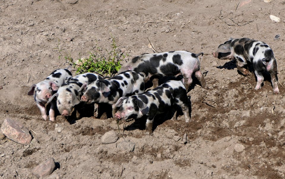 Buntes Bentheimer Schwein, Ferkel