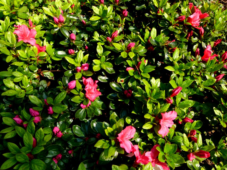 Buisson dans le jardin Albert Kahn 3