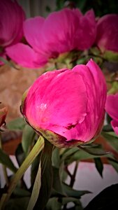 Ornamental plant flower shrub