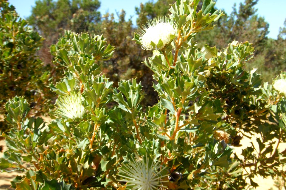 Buisson de fleurs blanches