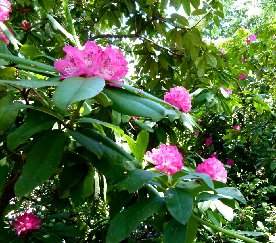 Buisson de fleurs à Madrid