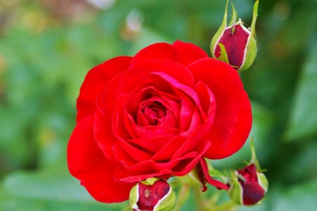 Bloom rosebud red rose photo