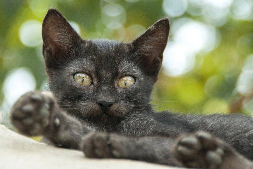 Animal portrait animal baby animal