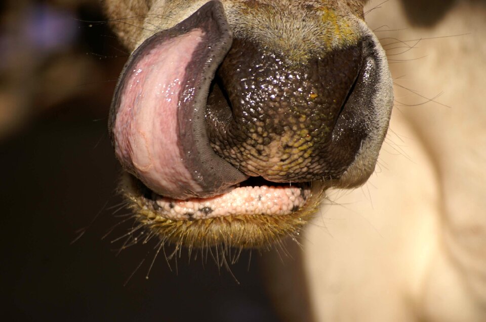 Cattle tongue india