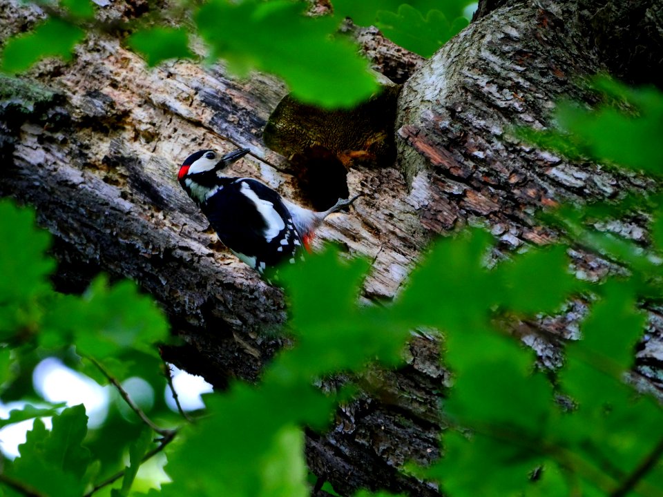 Buntspecht.vor.Bau.Glienicker.Park