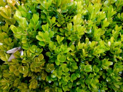 Buis du jardin