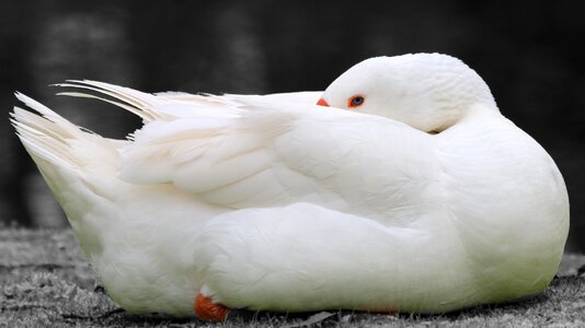 Bird wild wildlife