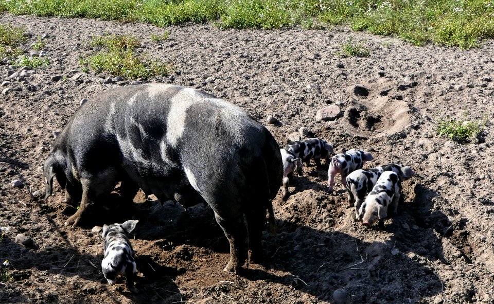 Buntes Bentheimer Schwein, Sau & Ferkel