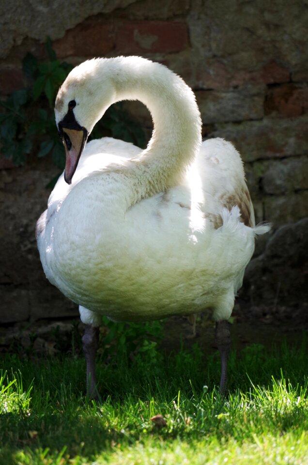 Aqueous feathers beak