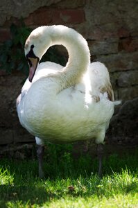 Aqueous feathers beak