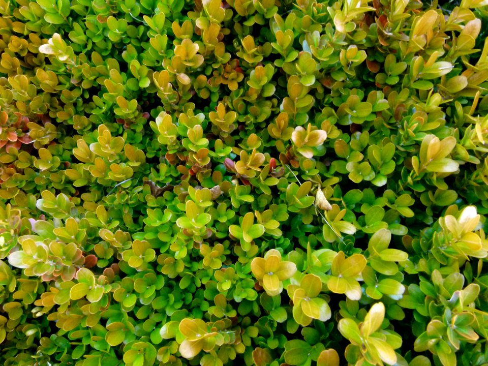 Buis du jardin 2