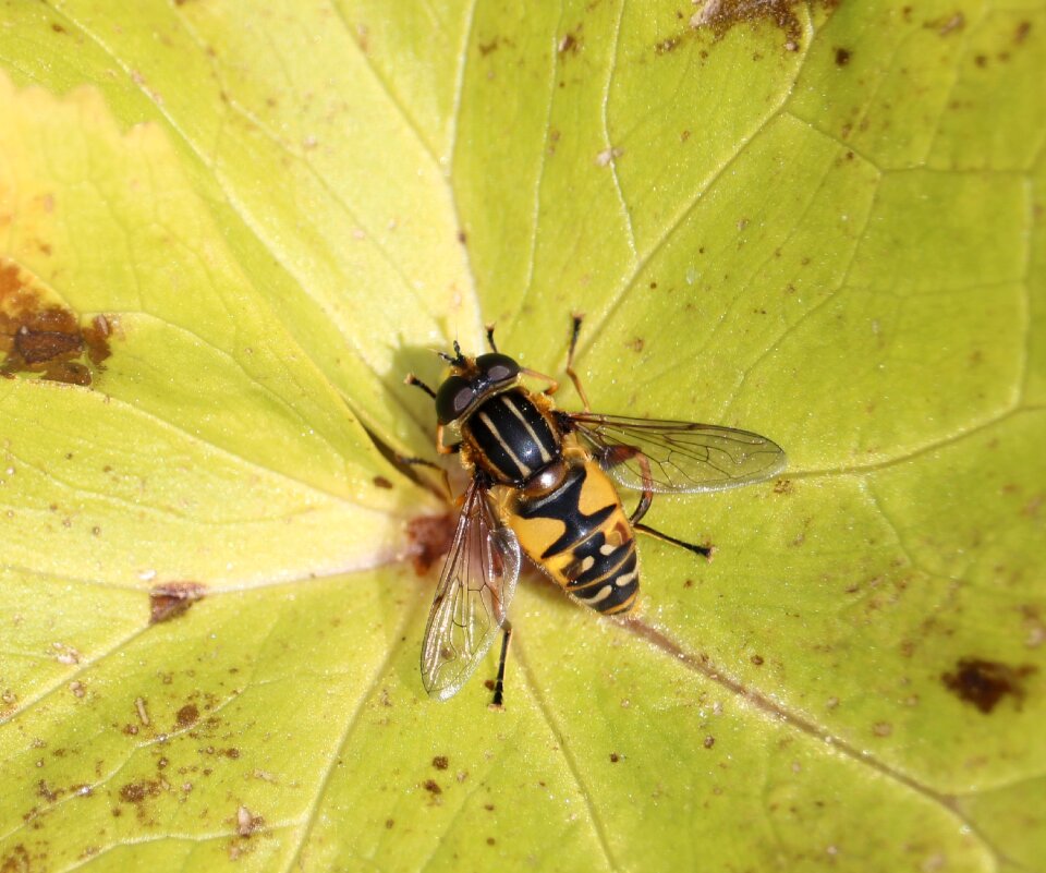 Wings yellow leaf yellow leaves