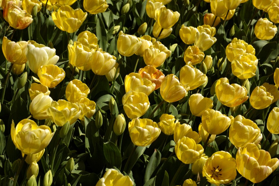 Flowers nature plant