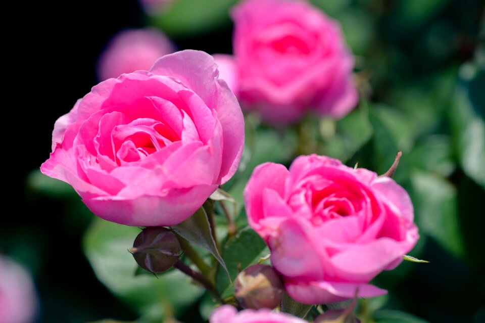 Flowers rose garden flower garden