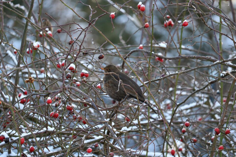 Nature beauty bird