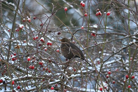 Nature beauty bird photo