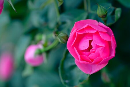 Flowers rose garden flower garden photo