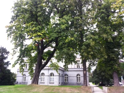 Brussels-Paleis der Academiën (2)