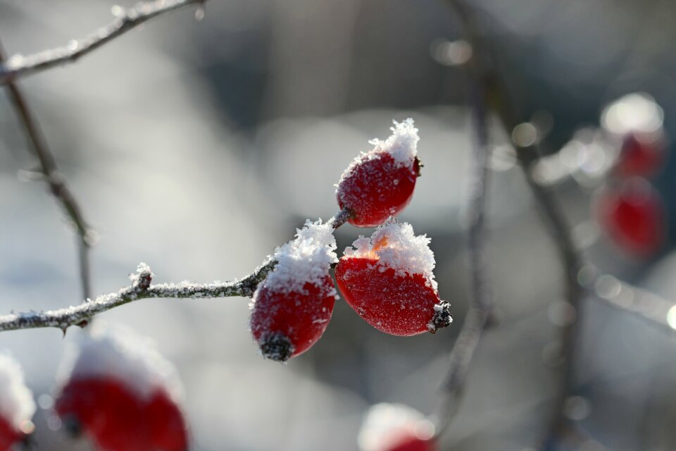 Winter cold snow photo