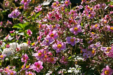 Bud nature garden