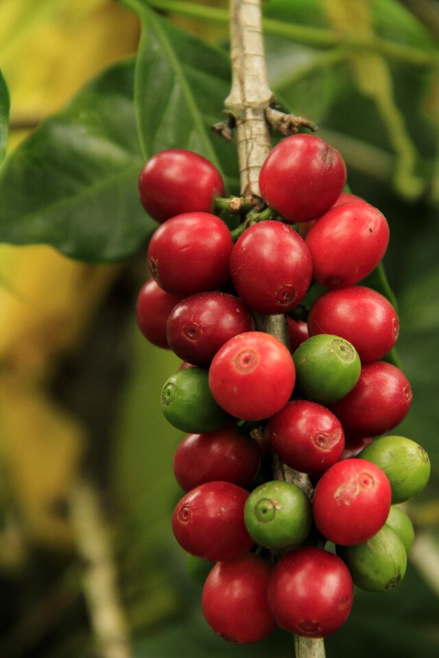 Plant raw crop